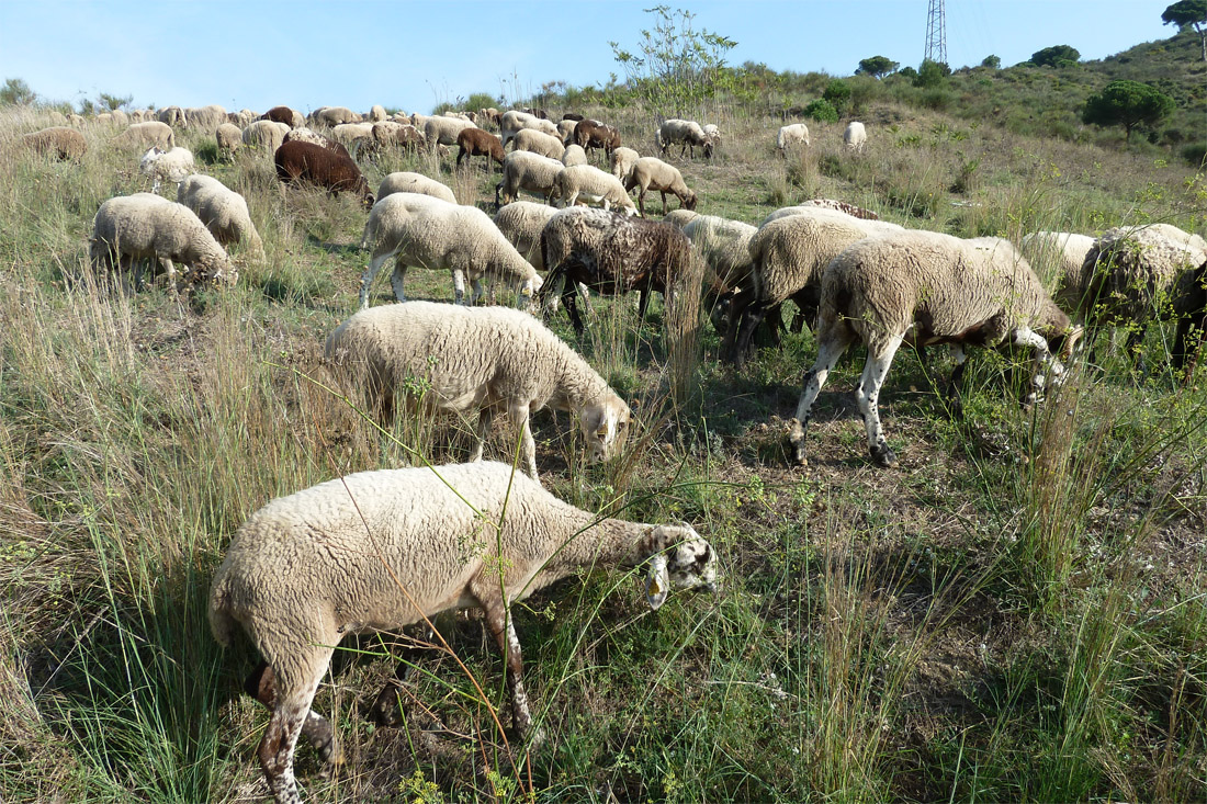 Junts i Esquerra plantegen al Ple la millora del Parc Natural de Collserola